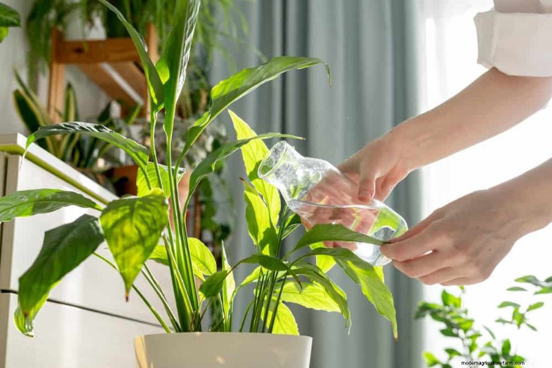 Curling Leaves on Houseplants: Causes & Quick Fixes