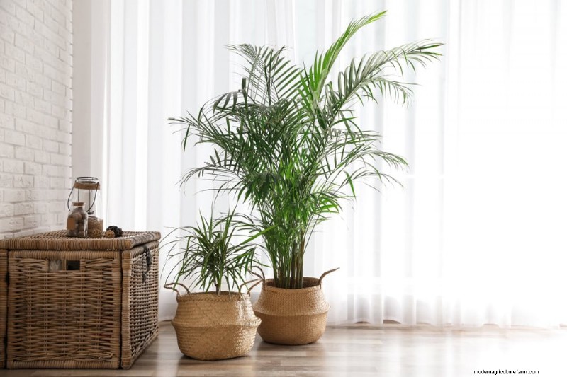 Curling Leaves on Houseplants: Causes & Quick Fixes