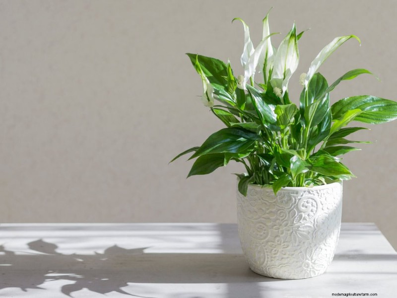 Curling Leaves on Houseplants: Causes & Quick Fixes