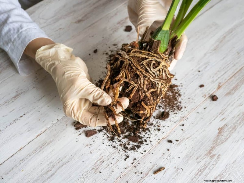 Curling Leaves on Houseplants: Causes & Quick Fixes