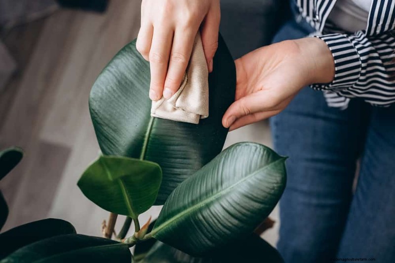 Curling Leaves on Houseplants: Causes & Quick Fixes