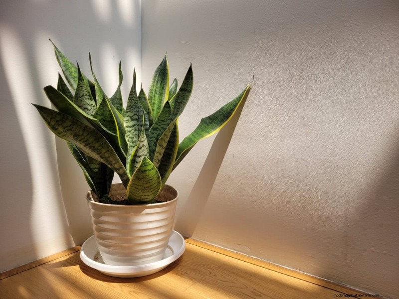 Curling Leaves on Houseplants: Causes & Quick Fixes