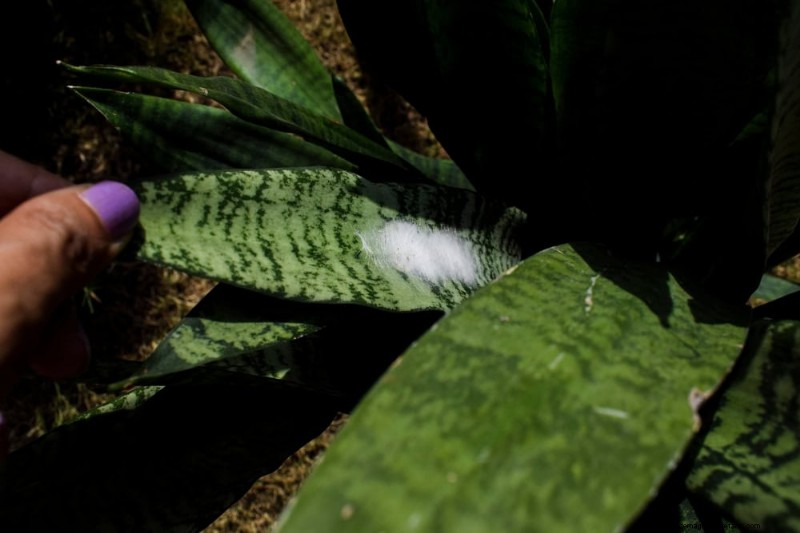 Curling Leaves on Houseplants: Causes & Quick Fixes