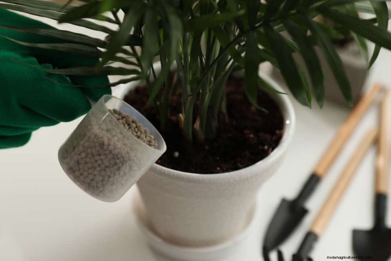 Curling Leaves on Houseplants: Causes & Quick Fixes
