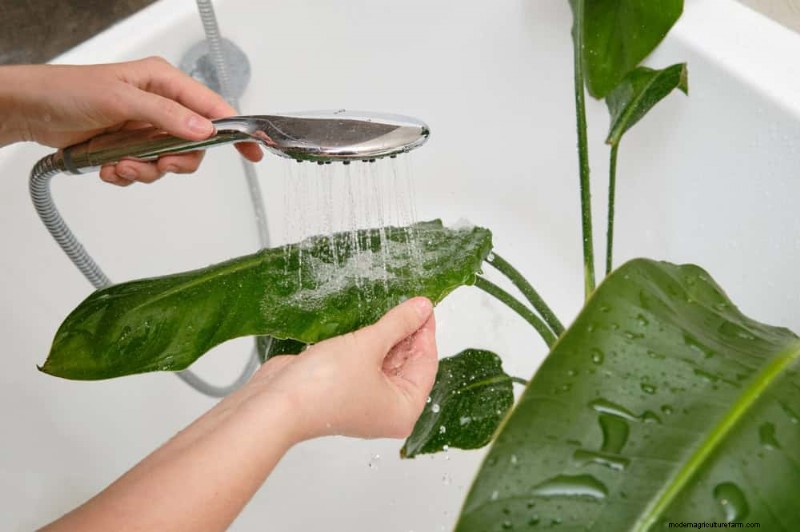 Curling Leaves on Houseplants: Causes & Quick Fixes