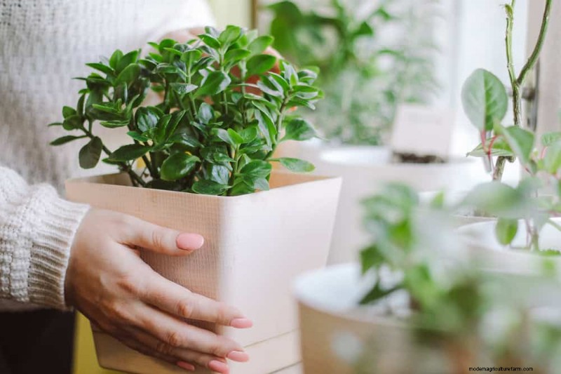 Curling Leaves on Houseplants: Causes & Quick Fixes