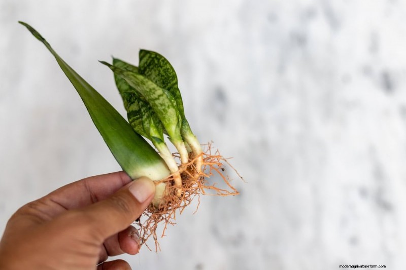 Curling Leaves on Houseplants: Causes & Quick Fixes