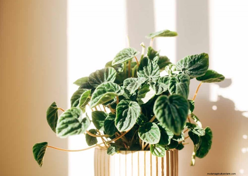 Curling Leaves on Houseplants: Causes & Quick Fixes