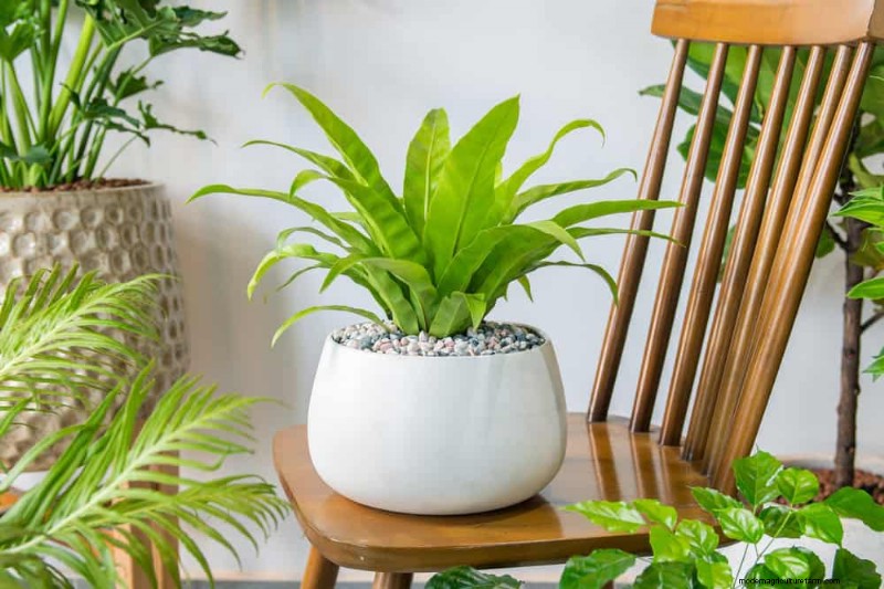 Curling Leaves on Houseplants: Causes & Quick Fixes
