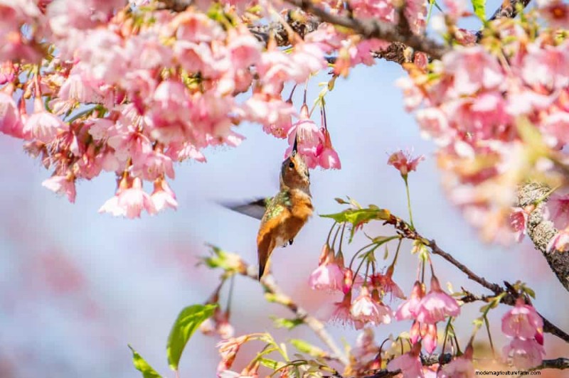 Attract Hummingbirds: 30 Beautiful Flowers for a Thriving Garden