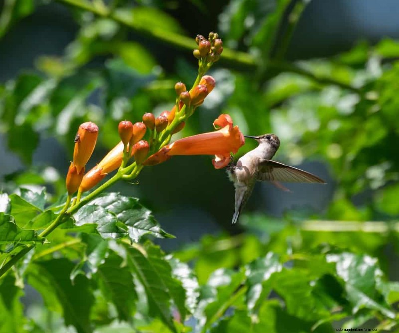 Attract Hummingbirds: 30 Beautiful Flowers for a Thriving Garden