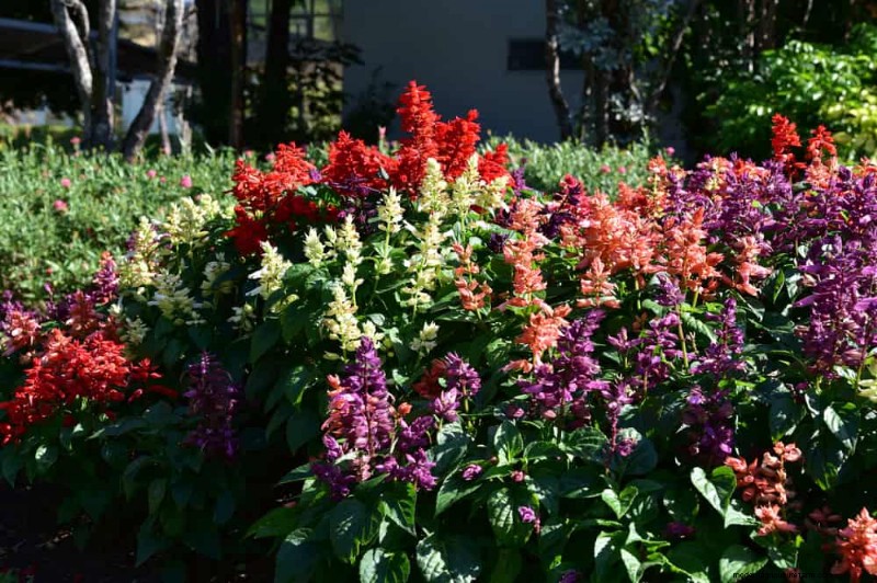 Attract Hummingbirds: 30 Beautiful Flowers for a Thriving Garden