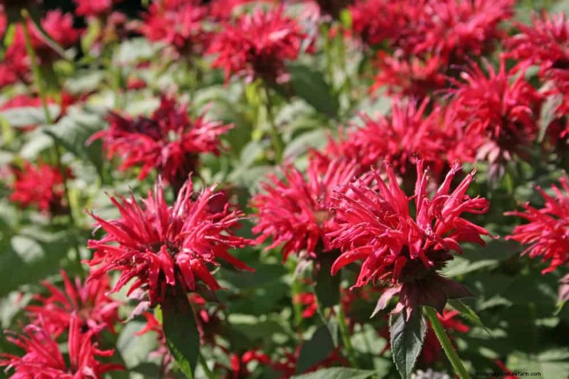 Attract Hummingbirds: 30 Beautiful Flowers for a Thriving Garden