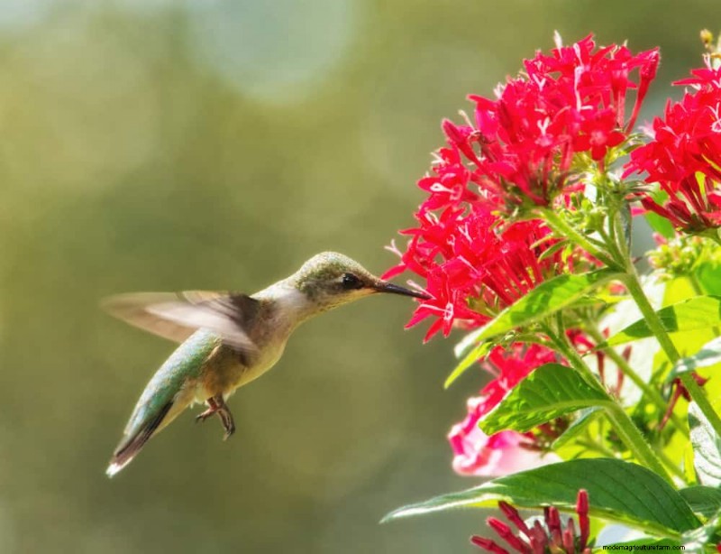 Attract Hummingbirds: 30 Beautiful Flowers for a Thriving Garden