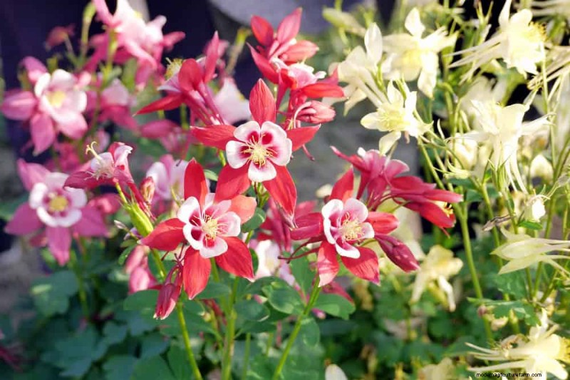 Attract Hummingbirds: 30 Beautiful Flowers for a Thriving Garden