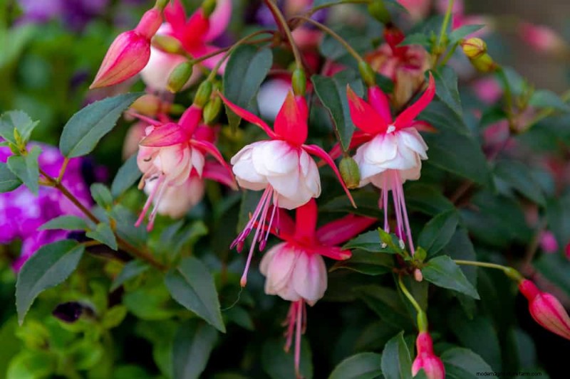 Attract Hummingbirds: 30 Beautiful Flowers for a Thriving Garden