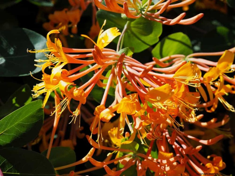 Attract Hummingbirds: 30 Beautiful Flowers for a Thriving Garden