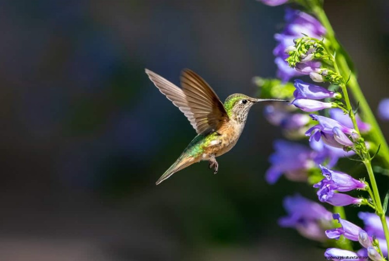 Attract Hummingbirds: 30 Beautiful Flowers for a Thriving Garden