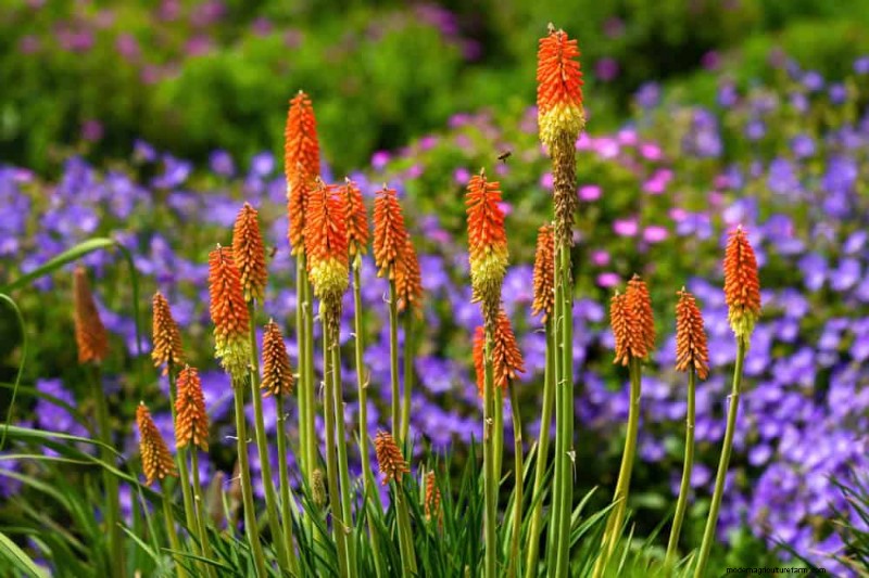 Attract Hummingbirds: 30 Beautiful Flowers for a Thriving Garden