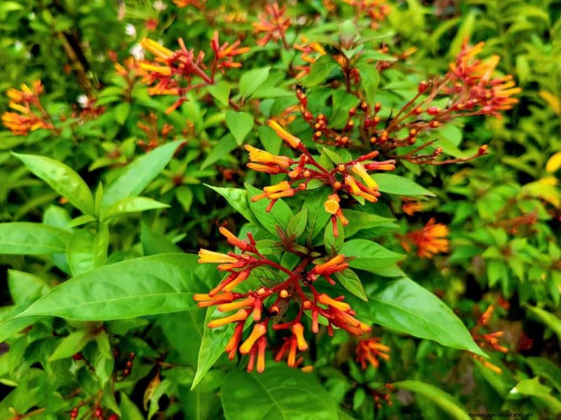 Attract Hummingbirds: 30 Beautiful Flowers for a Thriving Garden