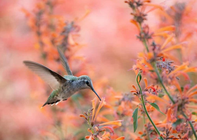 Attract Hummingbirds: 30 Beautiful Flowers for a Thriving Garden