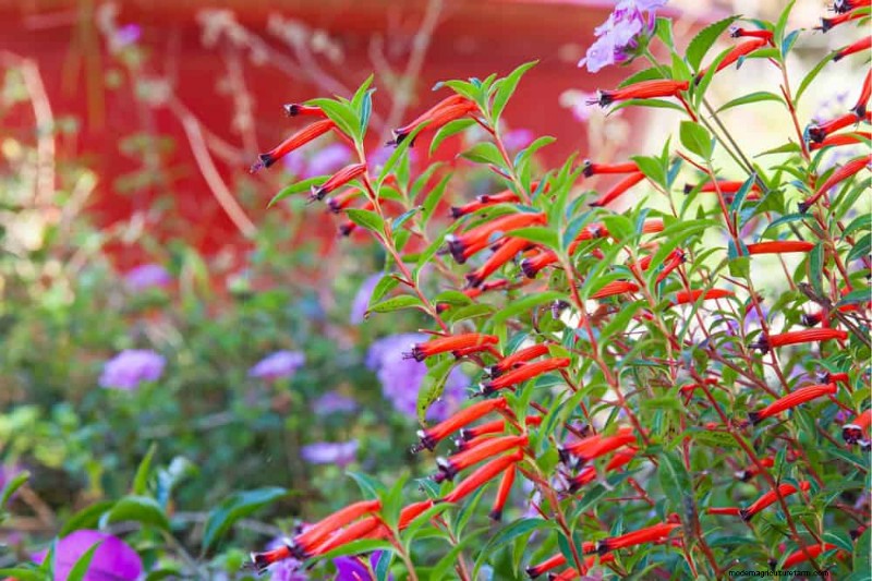 Attract Hummingbirds: 30 Beautiful Flowers for a Thriving Garden