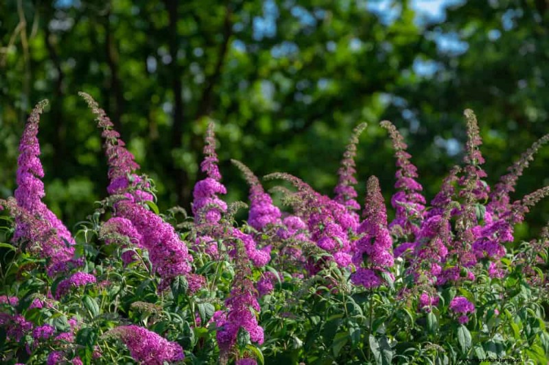 Attract Hummingbirds: 30 Beautiful Flowers for a Thriving Garden