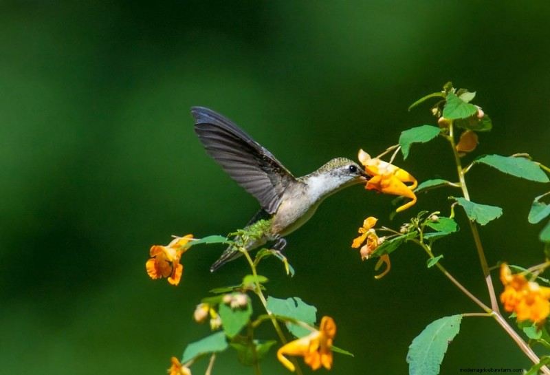 Attract Hummingbirds: 30 Beautiful Flowers for a Thriving Garden