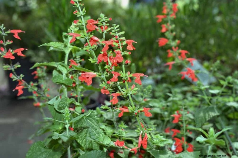 Attract Hummingbirds: 30 Beautiful Flowers for a Thriving Garden