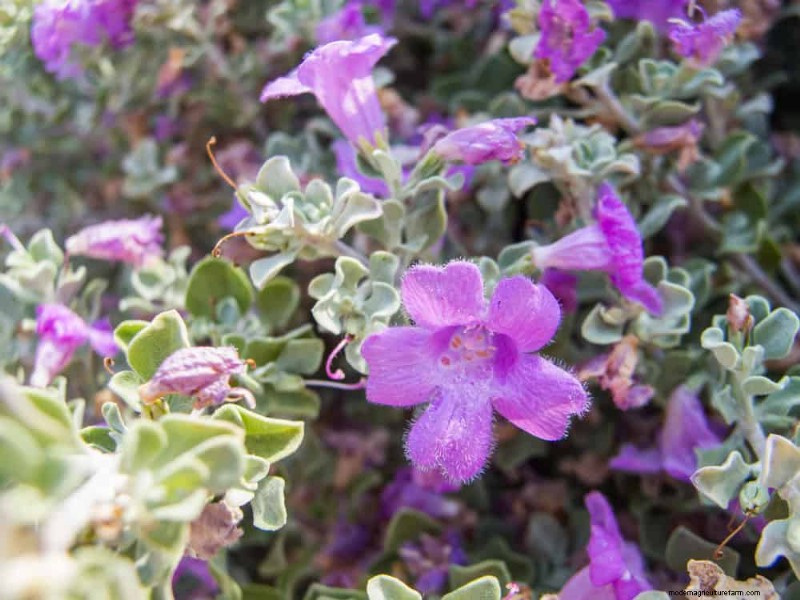 Attract Hummingbirds: 30 Beautiful Flowers for a Thriving Garden