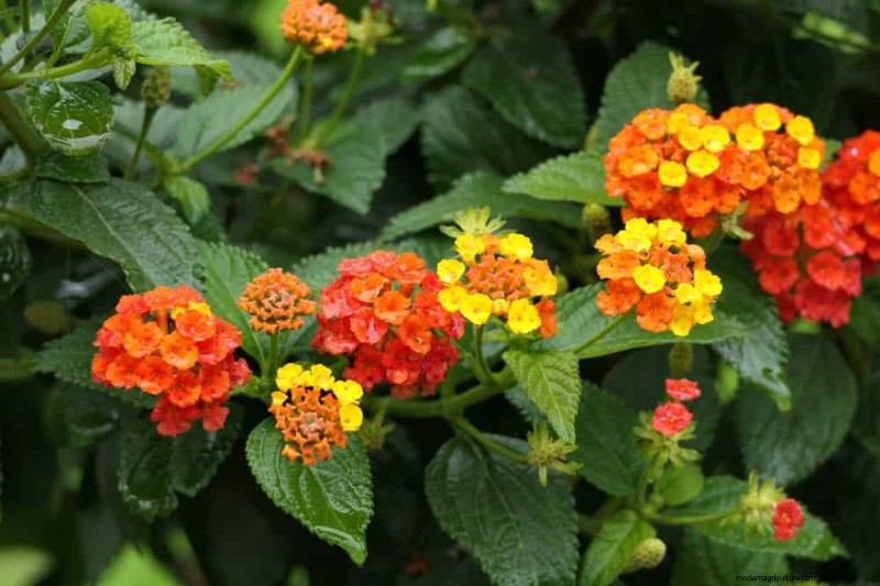Attract Hummingbirds: 30 Beautiful Flowers for a Thriving Garden
