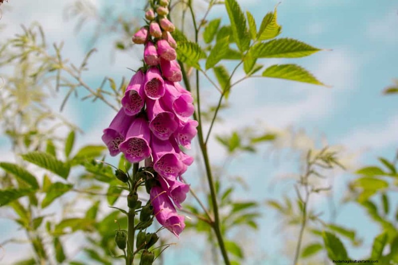 Attract Hummingbirds: 30 Beautiful Flowers for a Thriving Garden