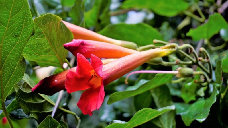 Attract Hummingbirds: 30 Beautiful Flowers for a Thriving Garden
