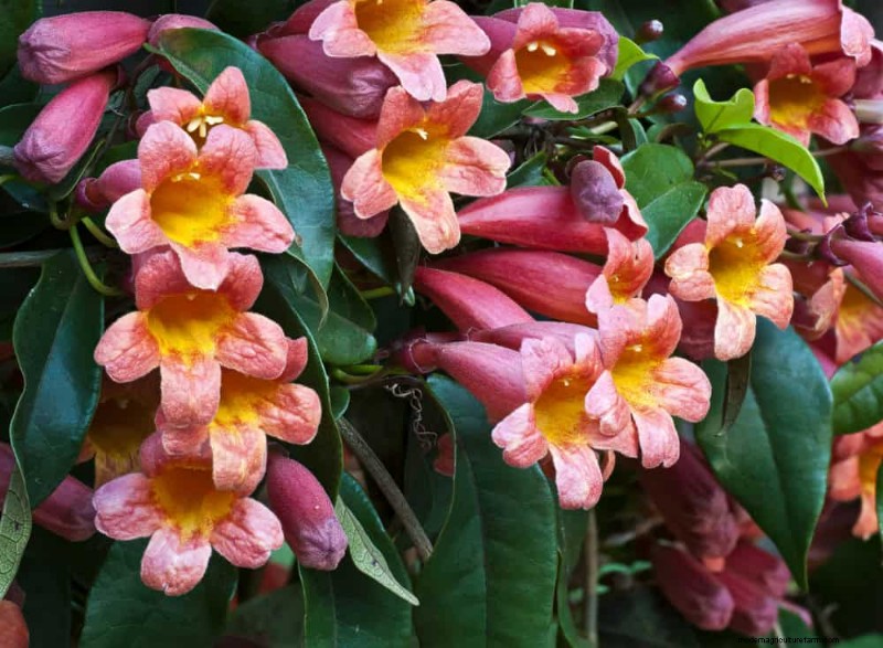 Attract Hummingbirds: 30 Beautiful Flowers for a Thriving Garden