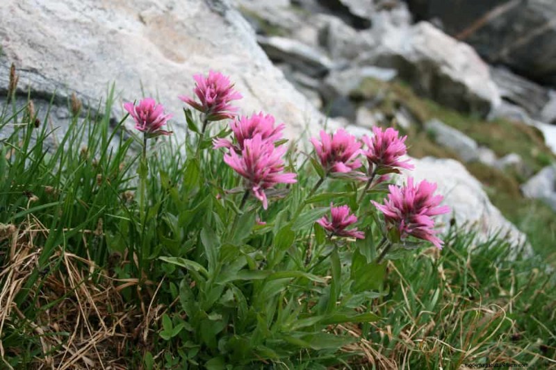 Attract Hummingbirds: 30 Beautiful Flowers for a Thriving Garden