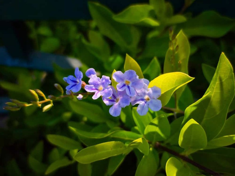 Attract Hummingbirds: 30 Beautiful Flowers for a Thriving Garden