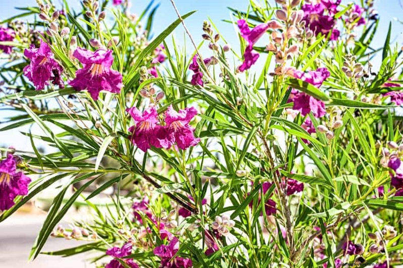 Attract Hummingbirds: 30 Beautiful Flowers for a Thriving Garden