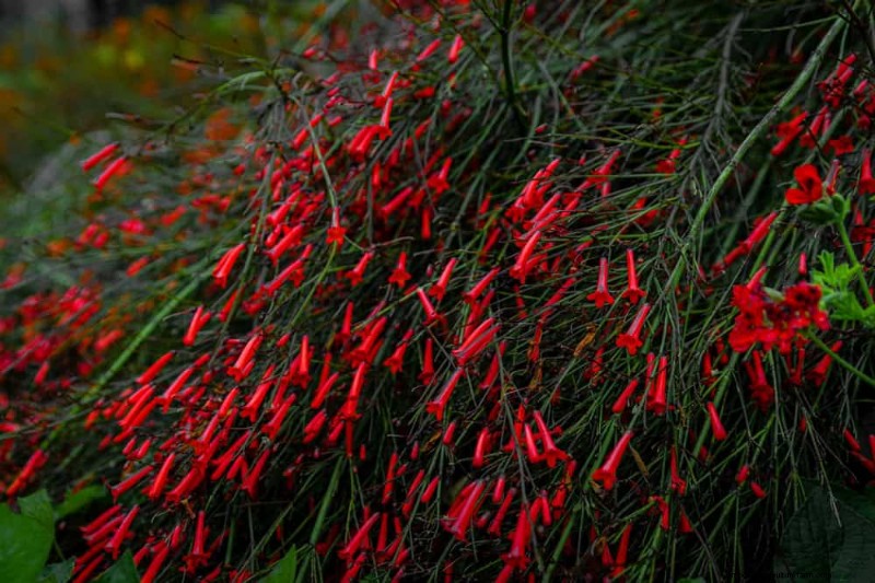 Attract Hummingbirds: 30 Beautiful Flowers for a Thriving Garden