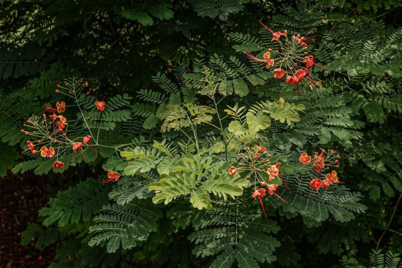 Attract Hummingbirds: 30 Beautiful Flowers for a Thriving Garden
