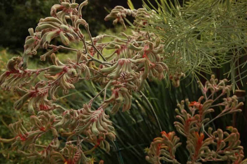 Attract Hummingbirds: 30 Beautiful Flowers for a Thriving Garden