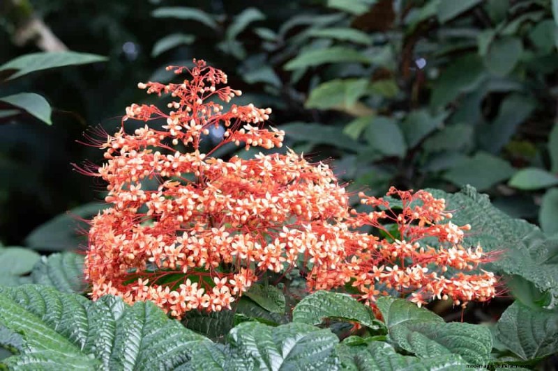 Attract Hummingbirds: 30 Beautiful Flowers for a Thriving Garden