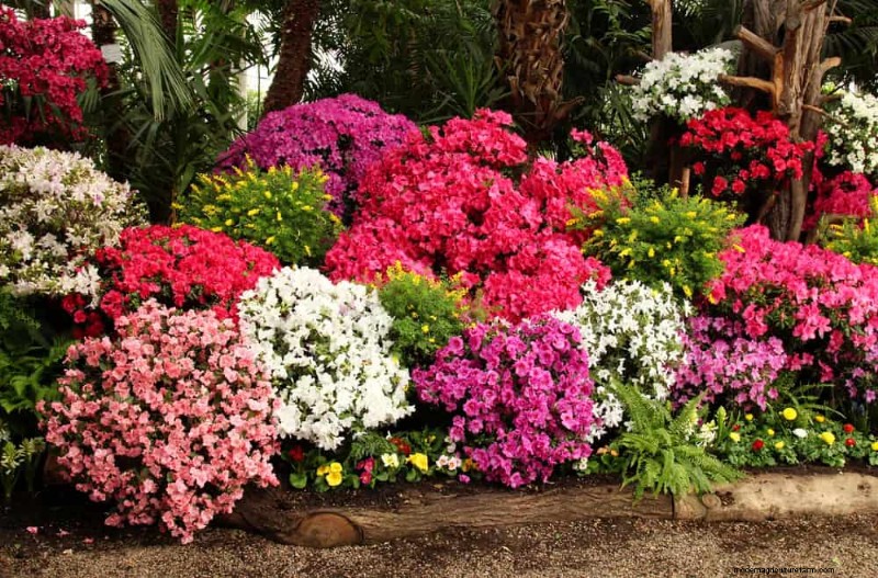 Top 25 Flowering Shrubs for a Stunning Spring Garden