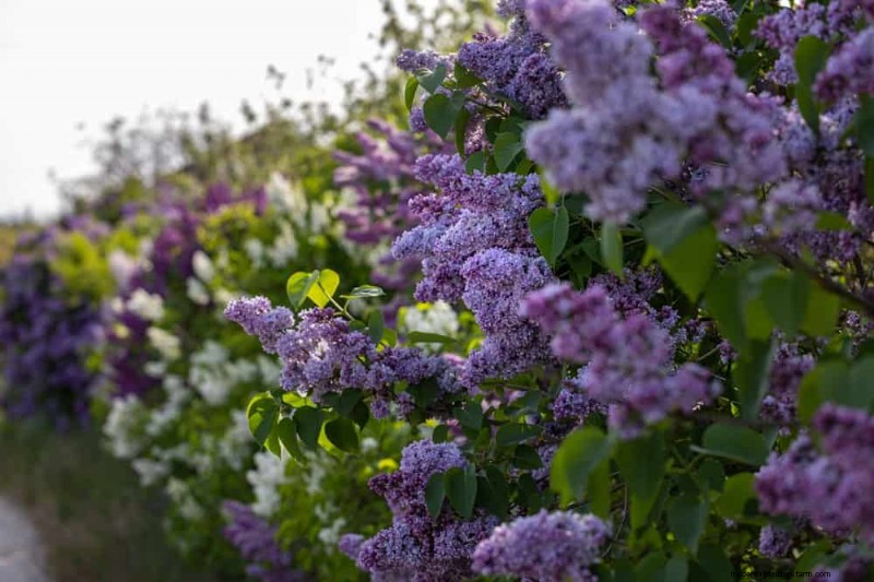 Top 25 Flowering Shrubs for a Stunning Spring Garden