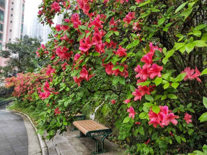 Top 25 Flowering Shrubs for a Stunning Spring Garden