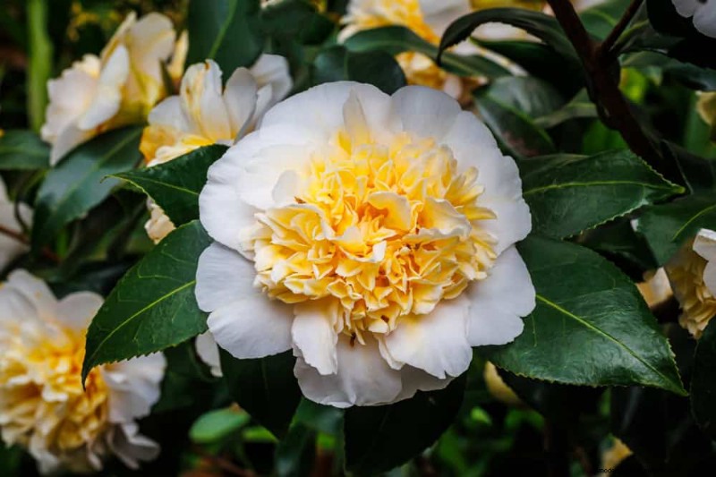 Top 25 Flowering Shrubs for a Stunning Spring Garden