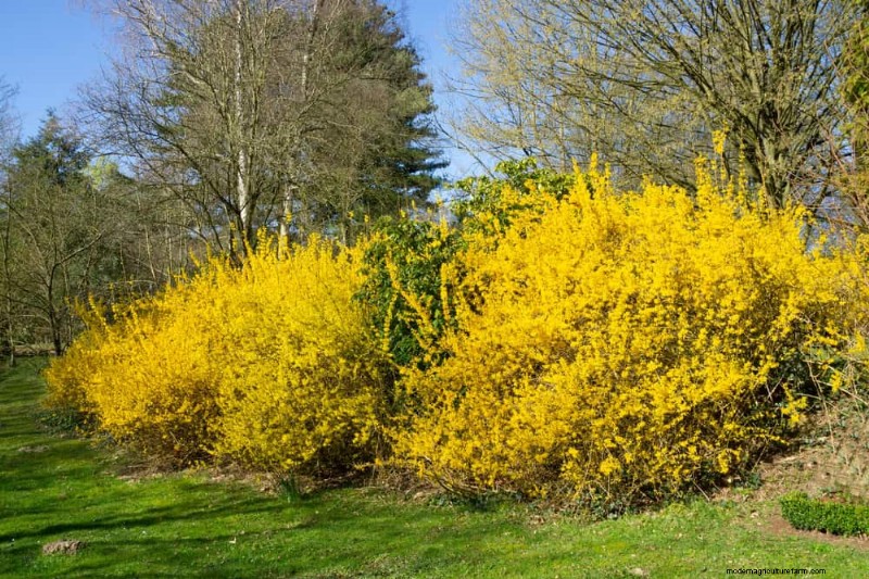 Top 25 Flowering Shrubs for a Stunning Spring Garden