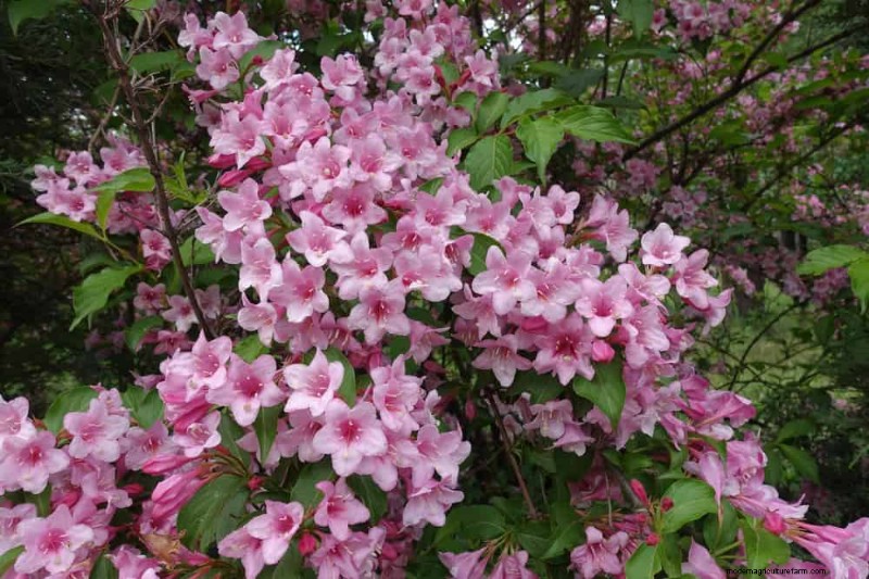 Top 25 Flowering Shrubs for a Stunning Spring Garden