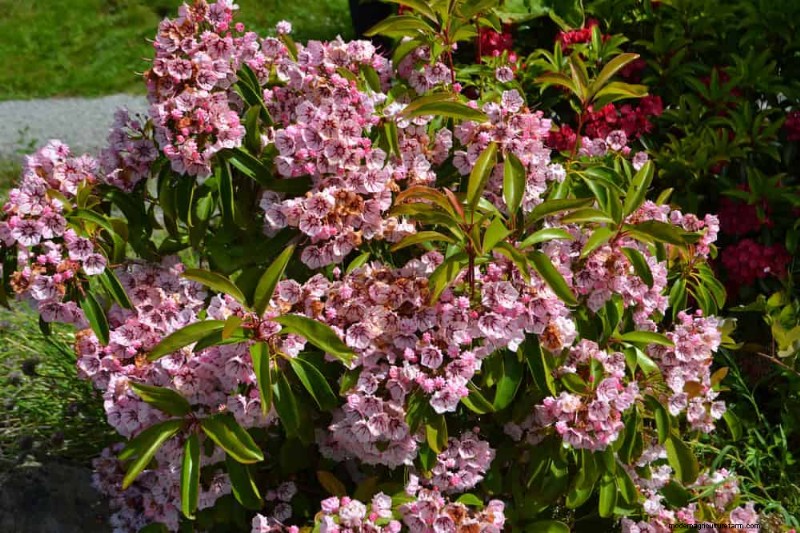Top 25 Flowering Shrubs for a Stunning Spring Garden