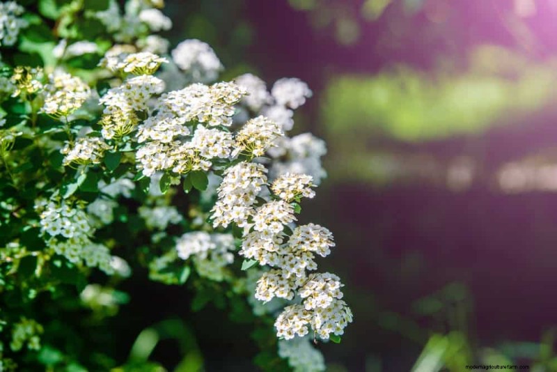 Top 25 Flowering Shrubs for a Stunning Spring Garden