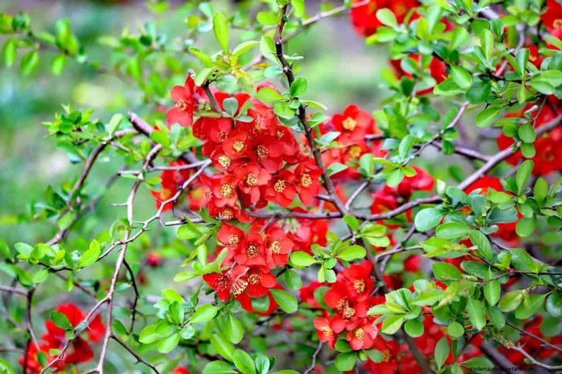 Top 25 Flowering Shrubs for a Stunning Spring Garden